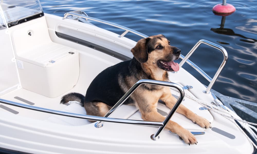 15 Unique and Essential Accessories for Dogs On A Boat