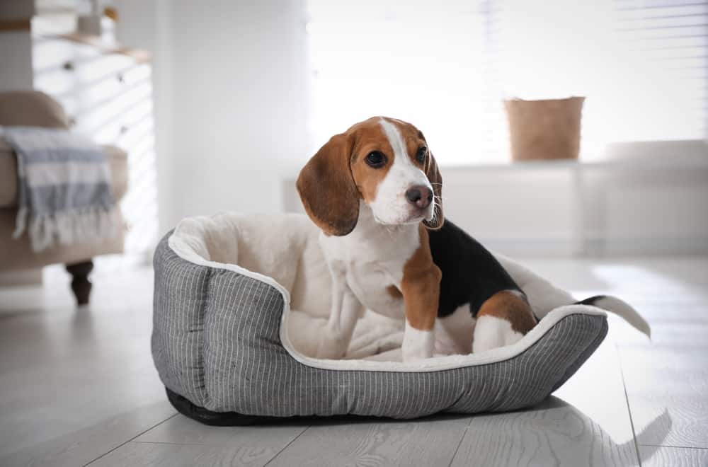Travel-Friendly Pet Bed