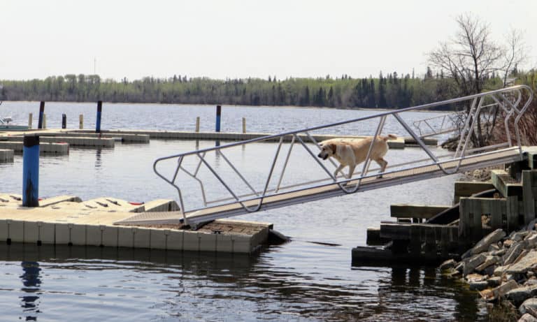 15 Homemade Dog Dock & Boat Ramp Plans