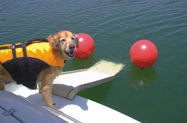 Boat Projects Ramps For Dogs