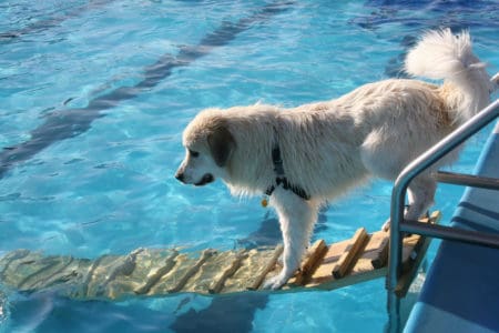 HOW TO BUILD A DOG WATER RAMP FOR A BOAT