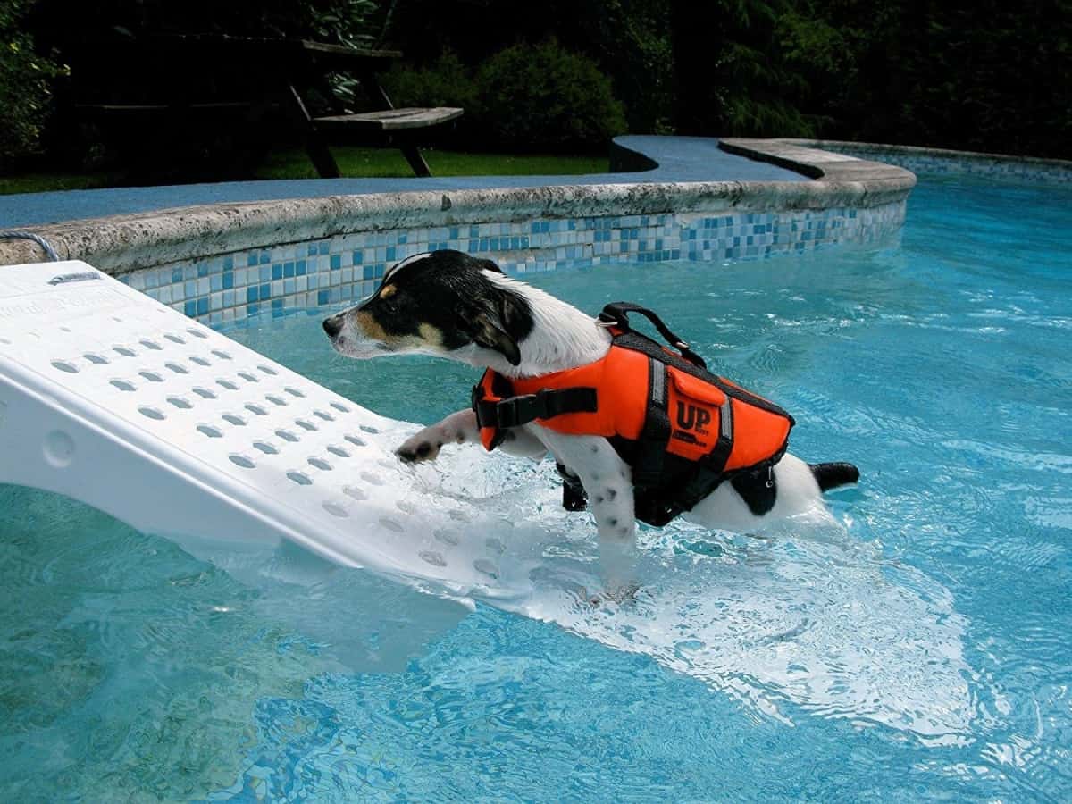 Pool and Boat Dog Ramp Questions and Answers